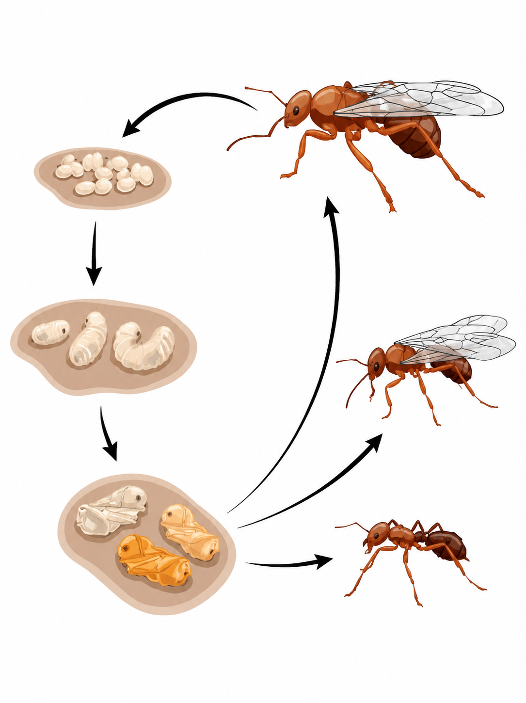 Ant biology and life cycle