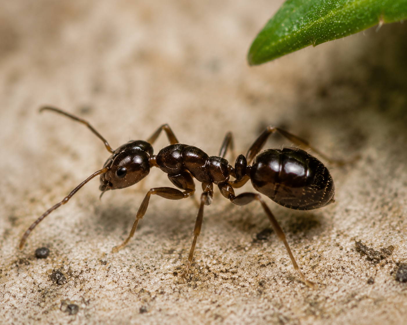 Argentine Ant - Linepithema humile