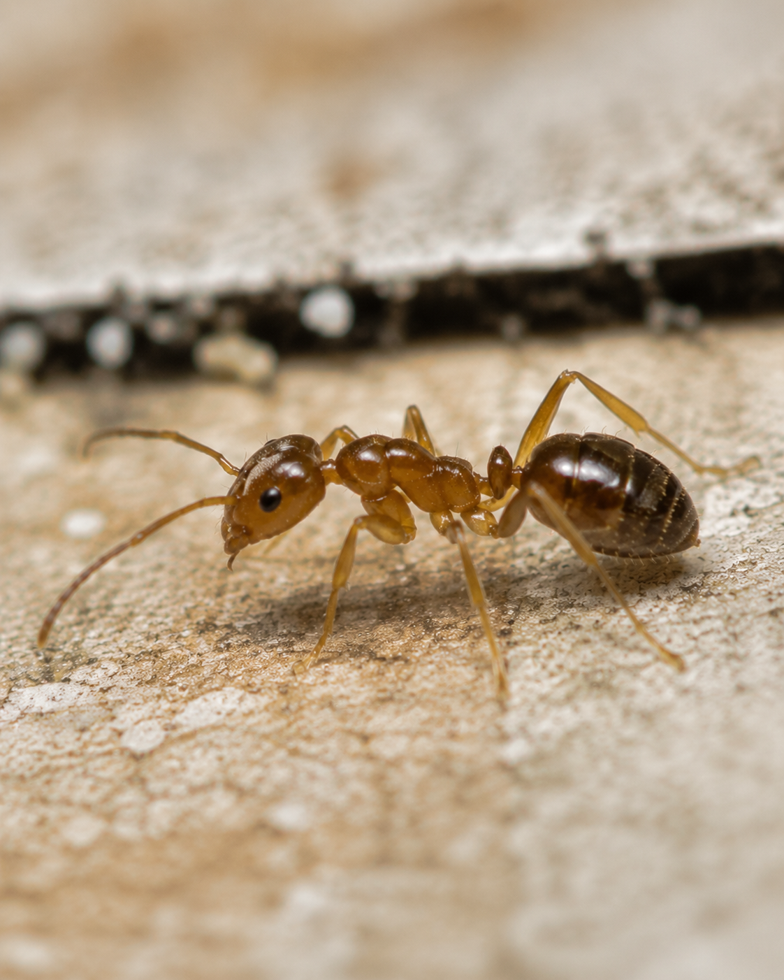 Singapore Ant - Monomorium destructor