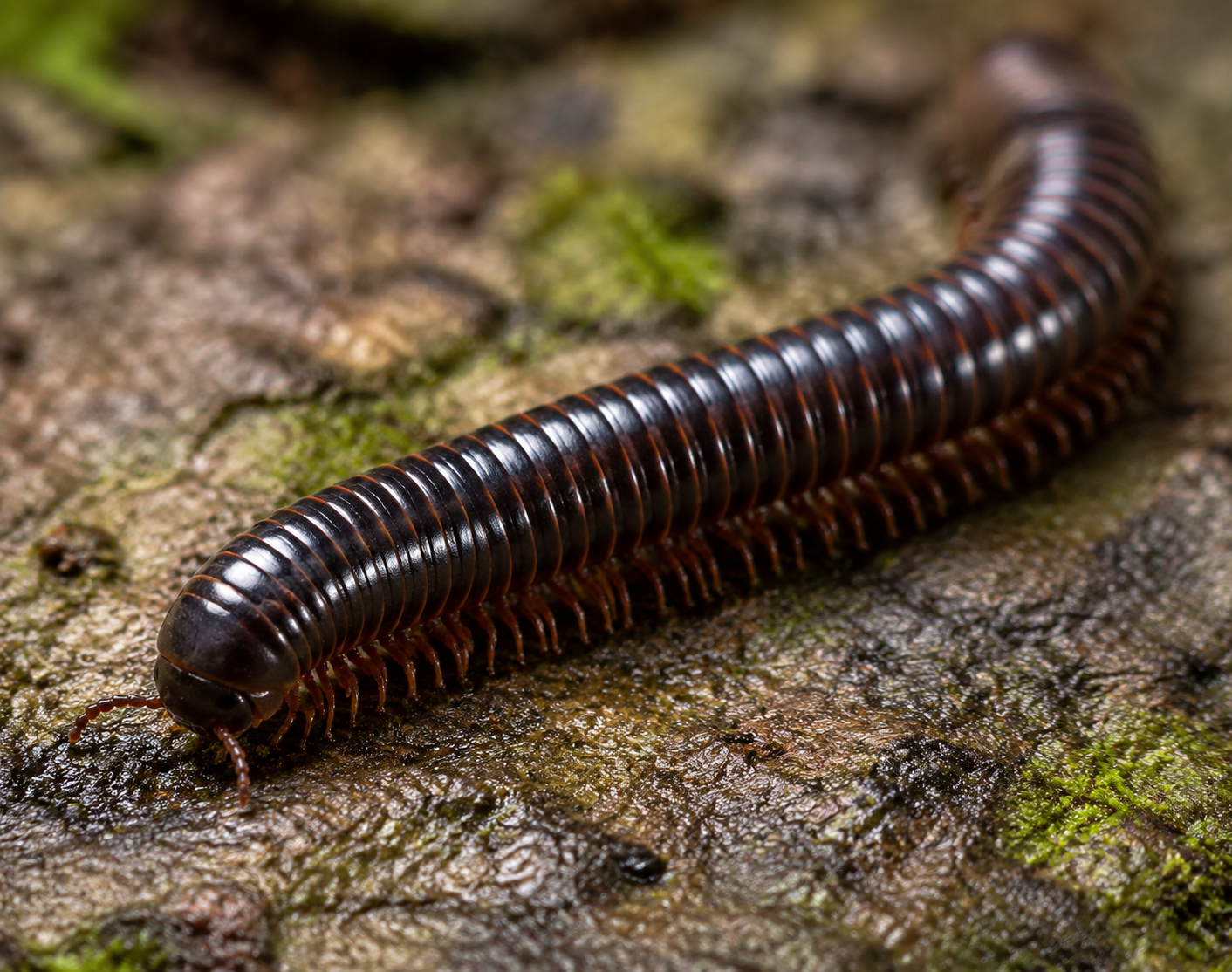 Millipedes Control Melbourne