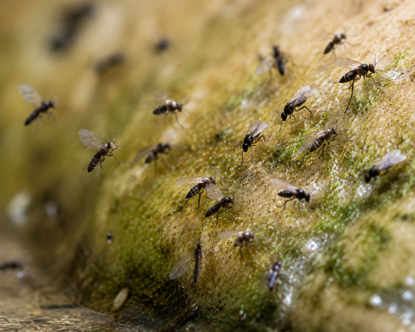 Midges and Gnats