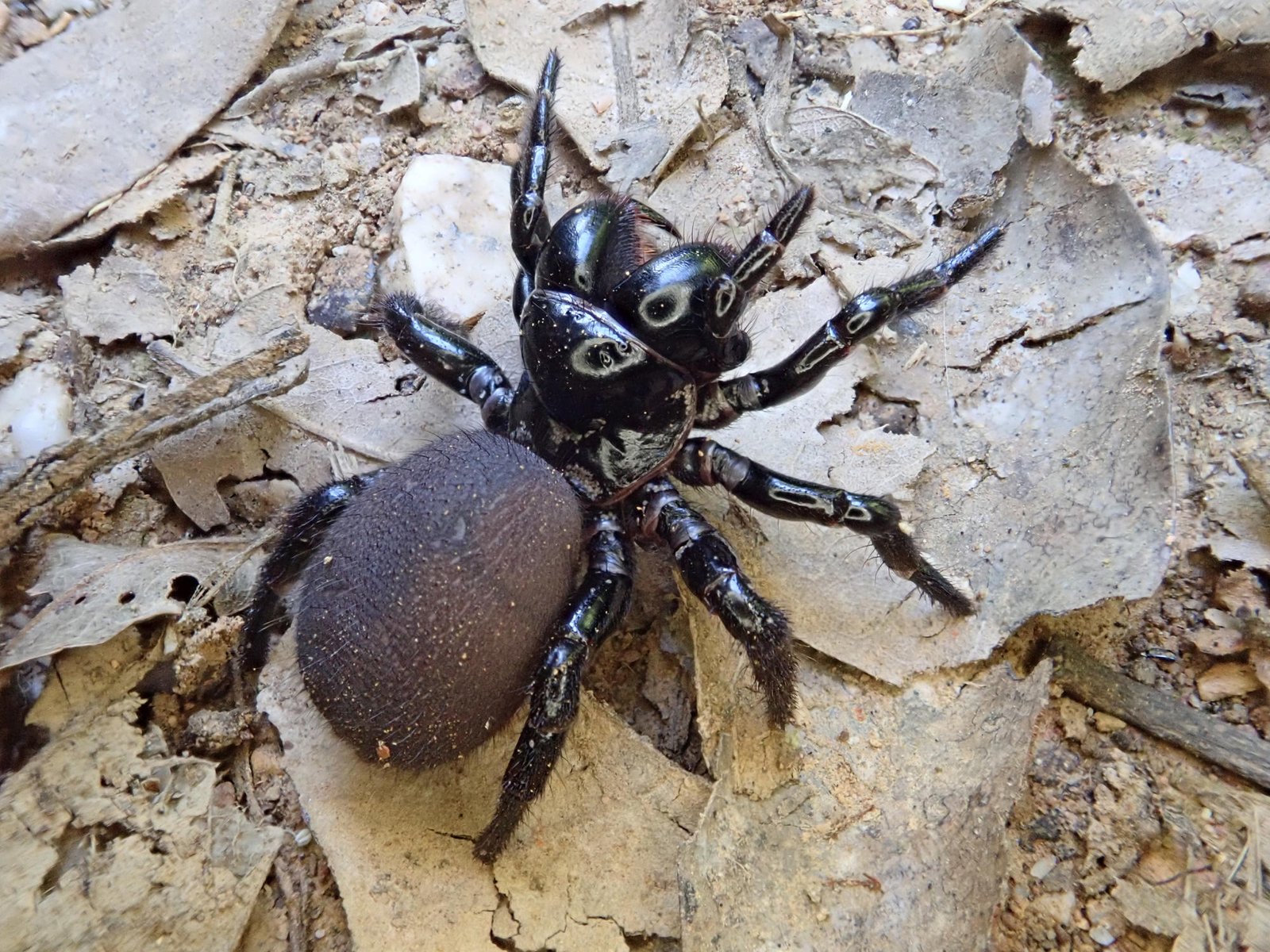 Spiders Control Melbourne