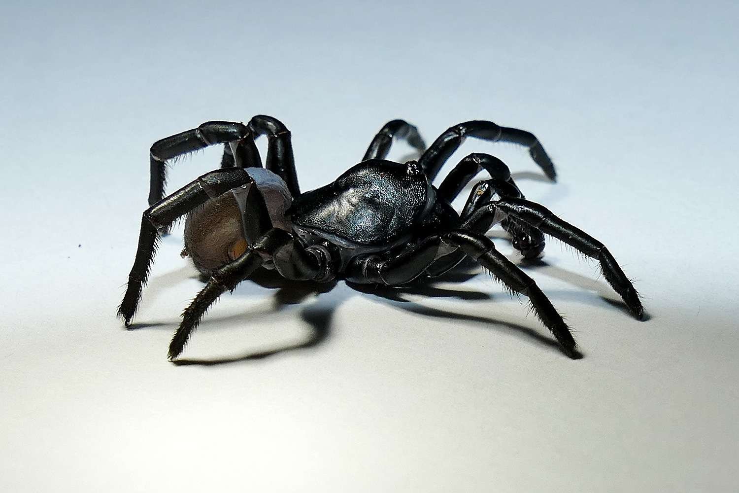 Spiders Control Melbourne